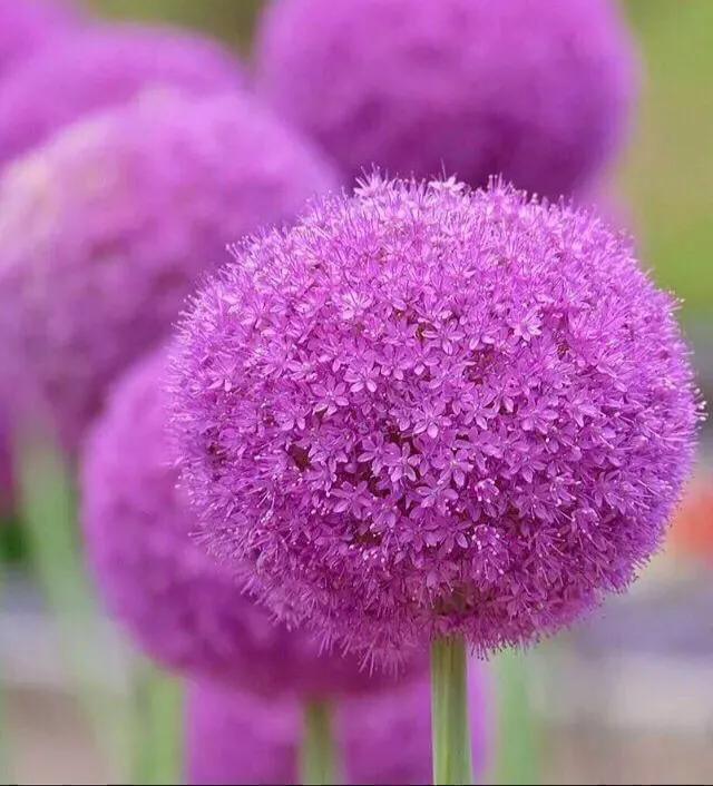 大花蔥的養(yǎng)殖方法和注意事項