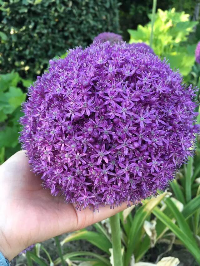 大花蔥的養(yǎng)殖方法和注意事項 大花蔥的養(yǎng)殖方法和注意事項