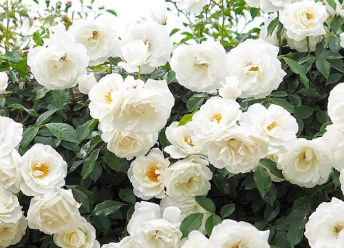 1677723081551786.jpg 1677723081551786.jpg