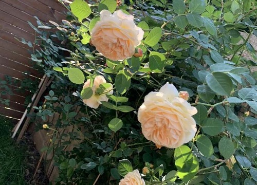 1678429729873993.jpg 1678429729873993.jpg